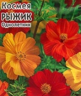 Космея Рыжик "Гавриш"