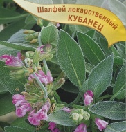 Шалфей лекарственный Кубанец "Гавриш"