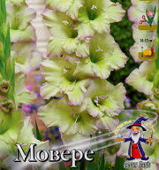 Гладиолус крупноцветковый Мовере