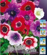 Анемона корончатая Де Каен смесь