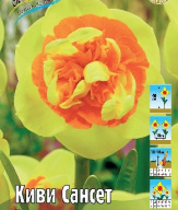 Нарцисс махровый Киви Сансет,