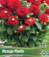 Георгина декоративная бордюрная Мелоди Мамбо 