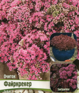 Очиток Файркрекер 