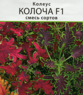 Колеус Колоча F1 смесь сортов "Аэлита"