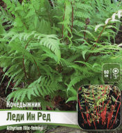 Кочедыжник (папоротник) Леди ин Ред