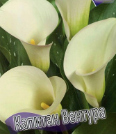 Калла Капитан Вентура 