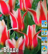 Тюльпан грейга Бадди