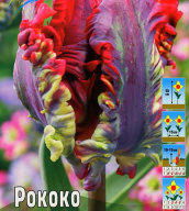 Тюльпан попуганные  Рококо 