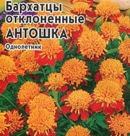 Бархатцы отклоненные Антошка "Гавриш"
