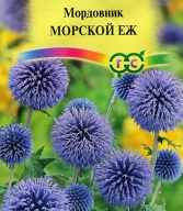 Мордовник Морской Еж  "Гавриш"