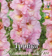 Гладиолус гофрированный Тройка 