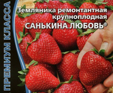Земляника ремонтантная крупноплодная Санькина любовь "Уральский дачник"