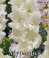 Гладиолус гофрированный Мурманск