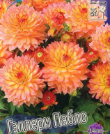 Георгин Гэллери Пабло
