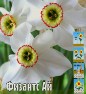 Нарцисс крупнокорончатый Физантс Ай 