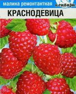 Малина ремонтантная Краснодевица "Сибирский сад"