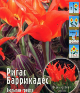 Тюльпан грейга Ригас Баррикадес