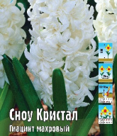 Гиацинт Сноу Кристал 