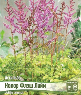 Астильба Колор Флэш Лайм 