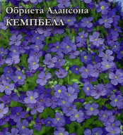 Обриета Адансона Кемпбелл "Гавриш"