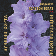 Гладиолус Голубой Топаз