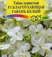 Табак душистый F1 Благоухающая Гавань белый "Гавриш"