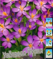 Крокус ботанический Уайтвелл Пурпл