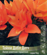 Лилия азиатская горшечная Тайни Дабл Датч 