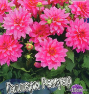 Георгин Гэллери Ренуар