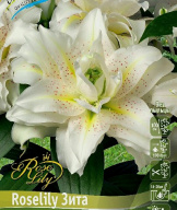 Лилии восточные Roselily Зита 