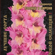 Гладиолус Солнце в Сирени
