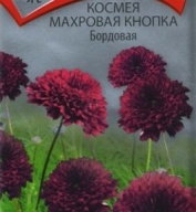 Космея  махровая кнопка бордовая "Поиск"