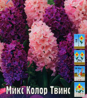 Гиацинт микс Колор Твинс