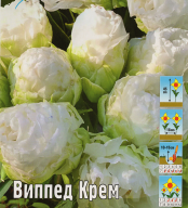 Тюльпан махровый Виппед Крем