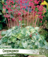 Гейхера Сноуэнджел