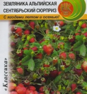 Земляника Альпийская сентябрьский сюрприз "Русский Огород"