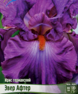 Ирис германский Эверт Афтер