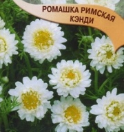 Ромашка римская Кэнди "Гавриш"