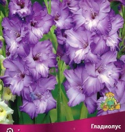 Гладиолус Кот д Азюр