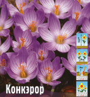 Крокус осеннецветущий Конкэрор