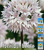 Лук декоративный Грейсфул Бьюти