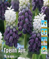 Мускари Грейп Айс 