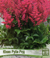 Астильба Руби Ред