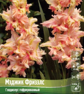 Гладиолус гофрированный Мэджик фриззлс 