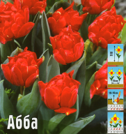 Тюльпан махровый ранний Абба 