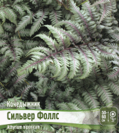 Кочедыжник (папоротник) Сильвер Фоллс