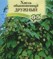 Хмель обыкновенный Дружный "Гавриш"