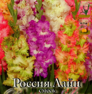 Гладиолус Россия Лайн