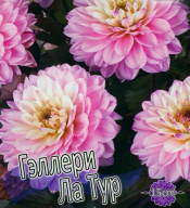 Георгин Гэллери Ла Тур