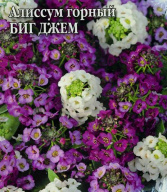 Алиссум "Биг Джем" Ароматная смесь  "Гавриш"